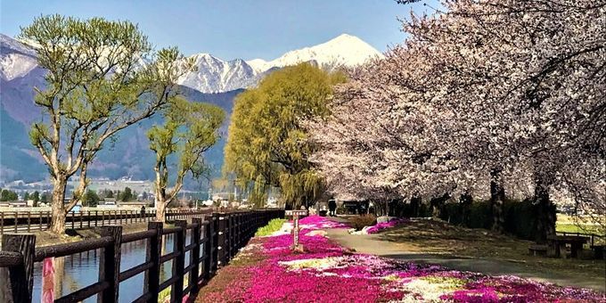 拾ケ堰じてんしゃひろば【芝桜4～5月】