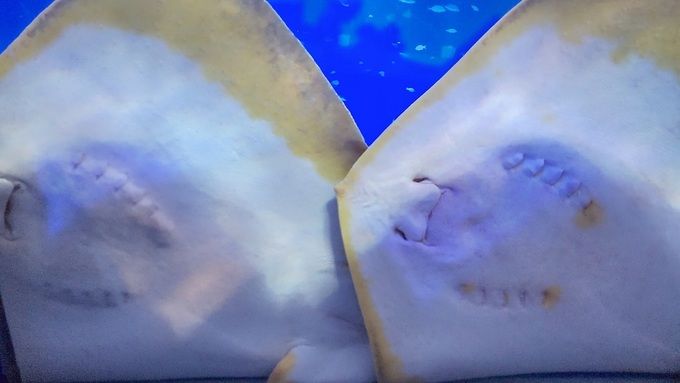 のとじま水族館