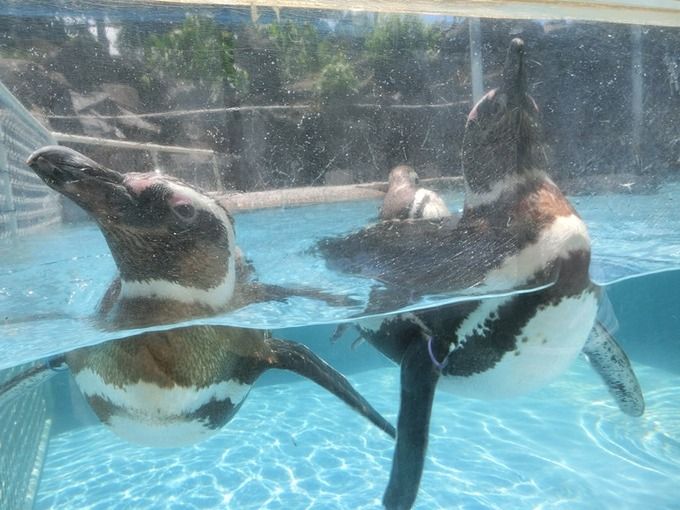 のとじま水族館