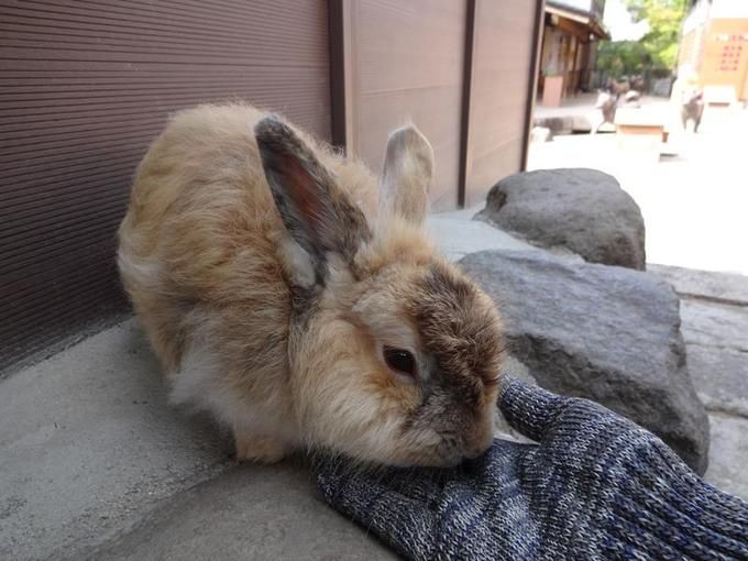 月ウサギの里
