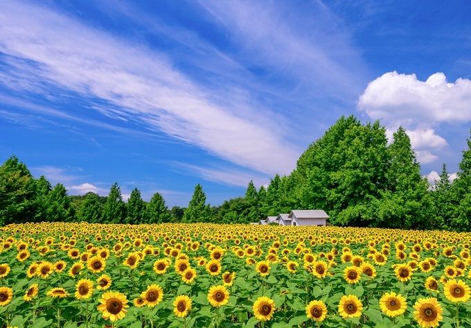 世羅高原農場