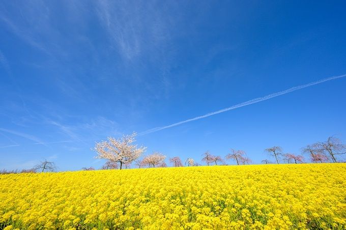 世羅高原農場