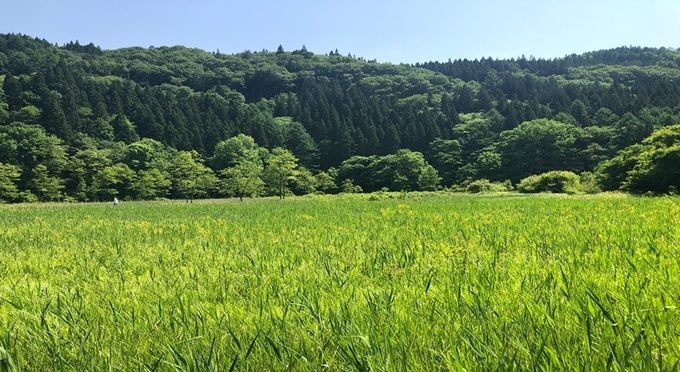 姫川源流・親海湿原（長野県白馬村）