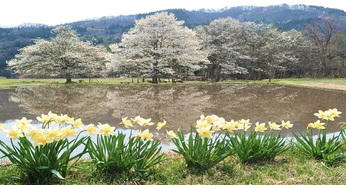 四十九院のコブシ（長野県白馬村）