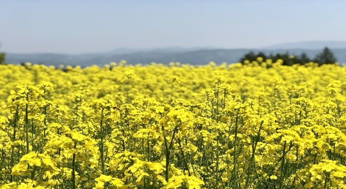 国営アルプスあづみの公園【菜花４～５月】