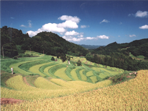 日本の棚田百選　大山千枚田（棚田倶楽部）