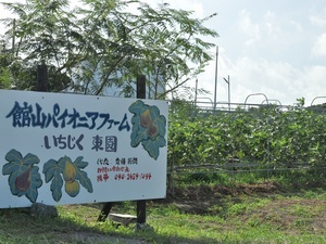 いちじく狩り（館山パイオニアファーム）