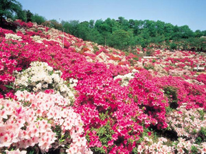 西山公園のツツジ