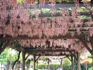 紫式部公園の藤