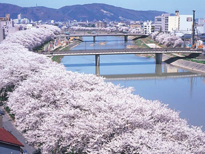 足羽川の桜並木
