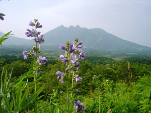 阿蘇野草園のハナシノブ