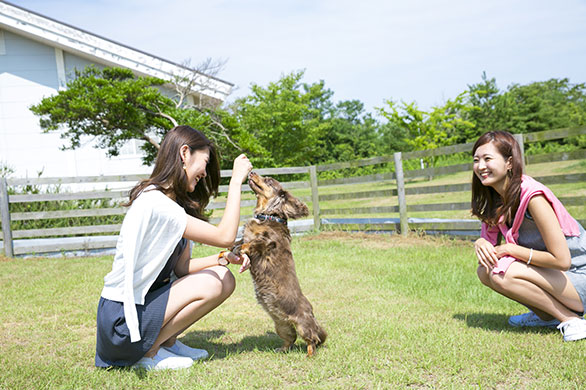 ドッグラン