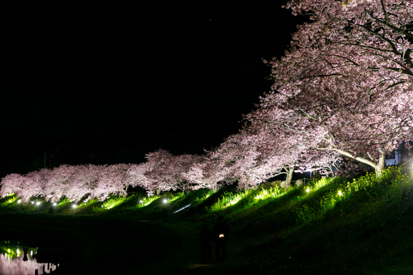 幻想的な夜桜を鑑賞!