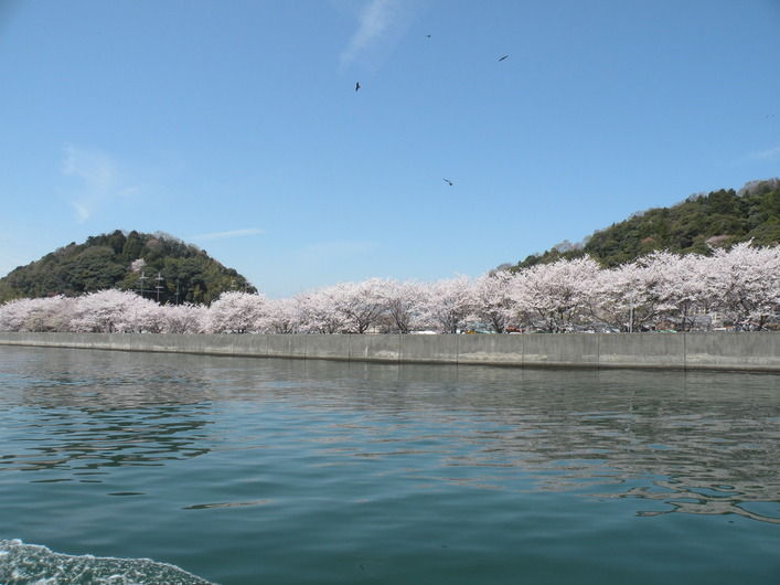 沖島波止場沿いの桜並木