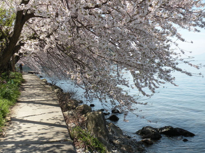 沖島さくらのトンネル