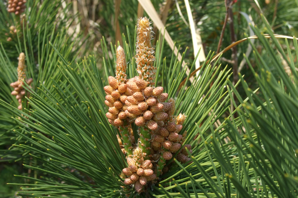 季節毎に様々な表情を見せる草花の解説を楽しもう！