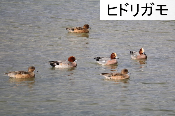 雄の頭部は茶褐色で額がクリーム色。他の鴨より赤みが強いため緋鳥と呼ばれていました。