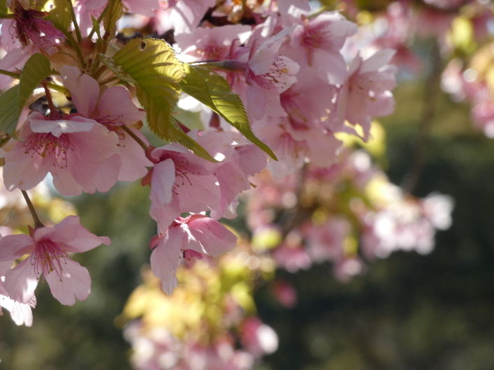 春には河津桜が咲きます