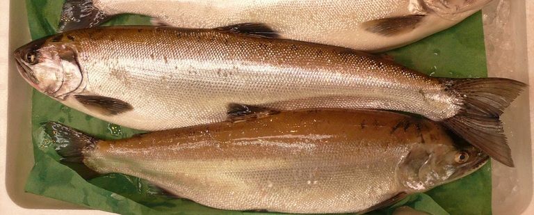 琵琶湖を海のかわりとする「琵琶鱒」