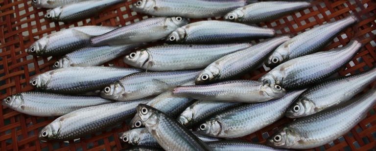 知る人ぞ知る琵琶湖の高級魚「本諸子」