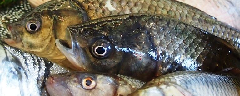 平安時代より受け継がれる伝統食にはかかせない「似五郎鮒」