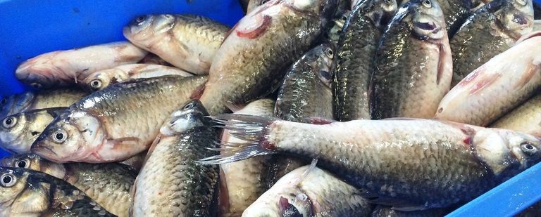 平安時代より受け継がれる伝統食にはかかせない「似五郎鮒」