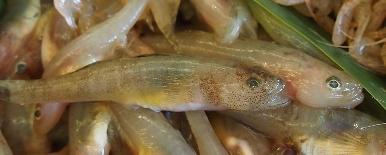 一時は水揚げ量が激減し、幻の魚と云われた「魦」