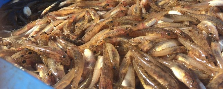 琵琶湖の自然な味わいが魅力「ウロリ(琵琶葦登)」