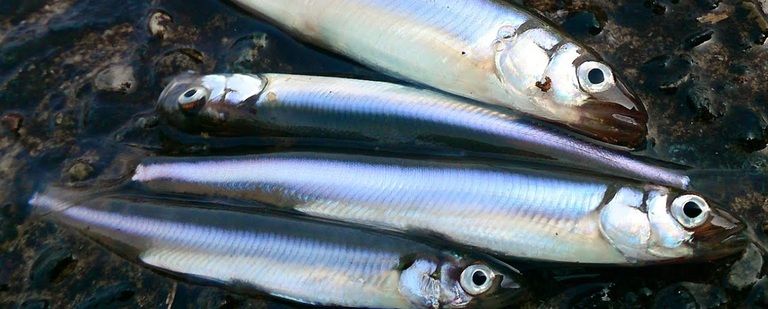 小さな体のまま成魚となる不思議な生態「小鮎」