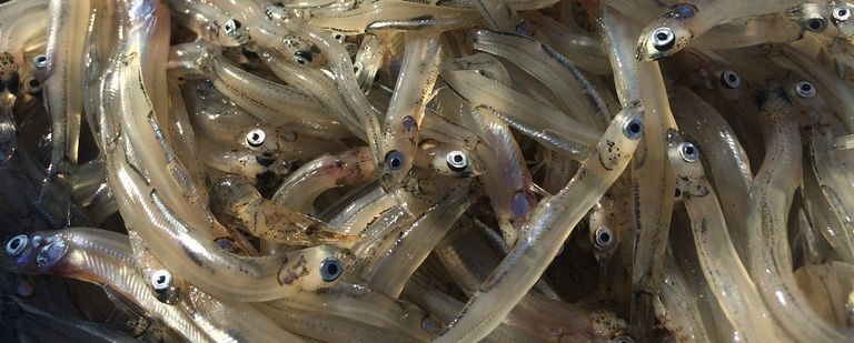 小さな体のまま成魚となる不思議な生態「小鮎」