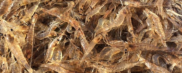 長寿を祝うハレの日の食卓にはに欠かせないのが琵琶湖産「筋蝦」