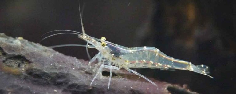 長寿を祝うハレの日の食卓にはに欠かせないのが琵琶湖産「筋蝦」