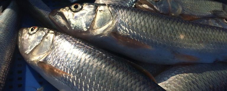 地元の民から密かに美味と称されてきた獰猛な肉食魚「鰣」