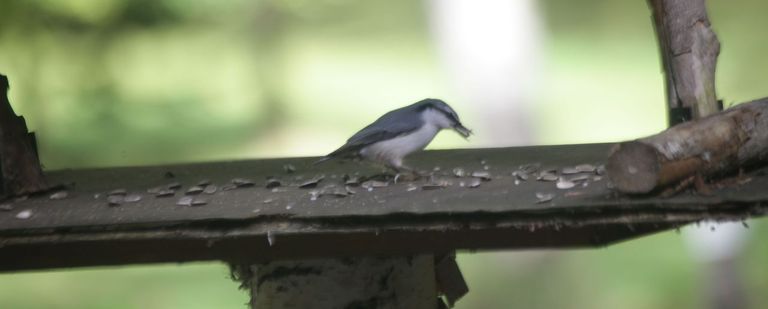 野鳥の森での散策