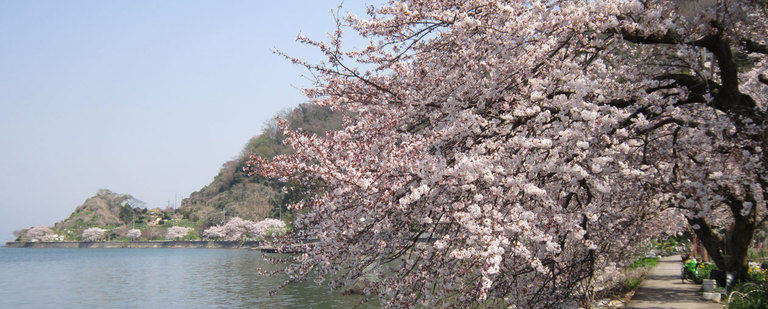 沖島の春