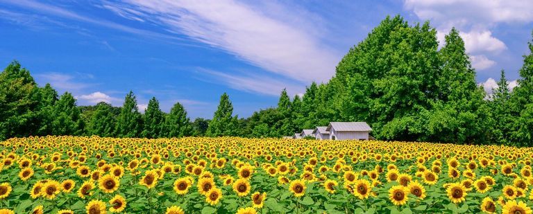 花が咲き誇る高原のまち「世羅高原」
