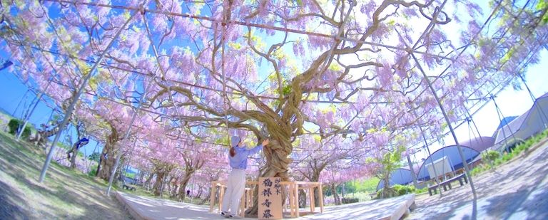 花が咲き誇る高原のまち「世羅高原」