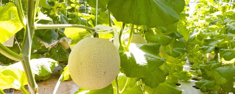 毎日10組限定！　メロン収穫体験付きプラン