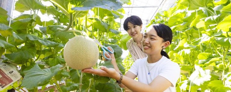 毎日10組限定！　メロン収穫体験付きプラン