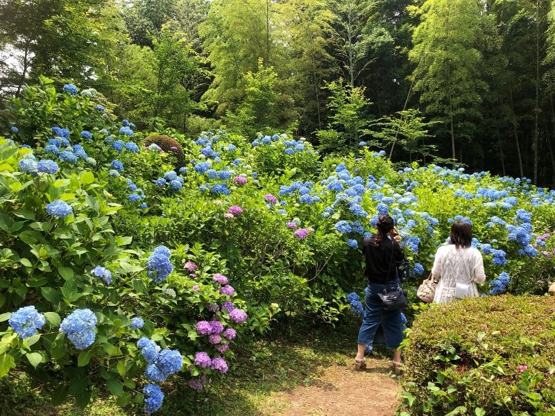 今が見頃 黒羽城址公園の紫陽花 ブログ 休暇村那須 公式