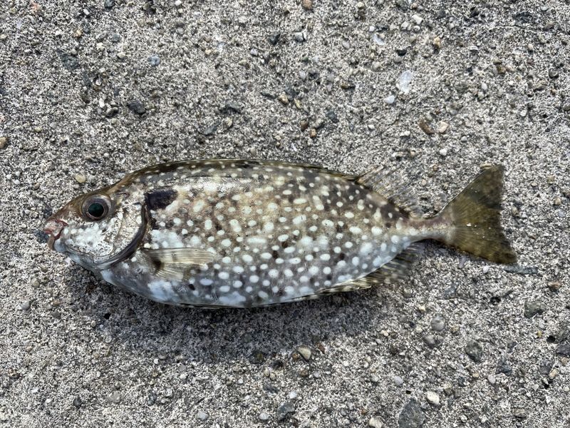 海の厄介者 “アイゴ” は伊良湖の新名物になり得るのか? | ブログ | 休暇村伊良湖【公式】