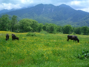 笹ヶ峰高原