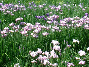 北潟湖畔花菖蒲園の花菖蒲