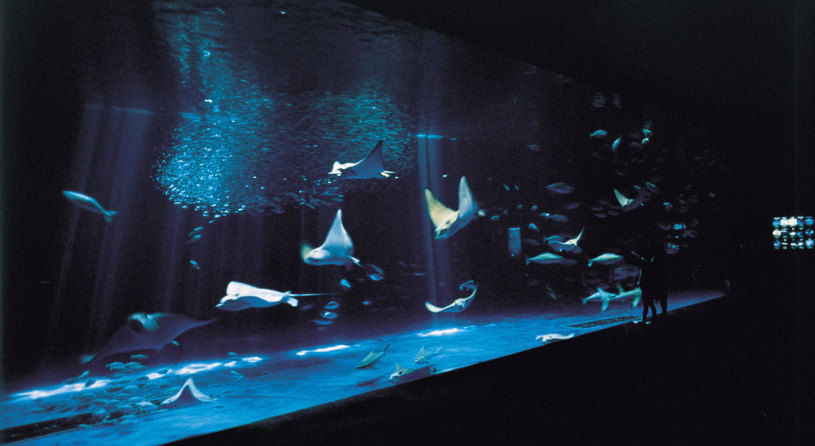 いおワールド　かごしま水族館