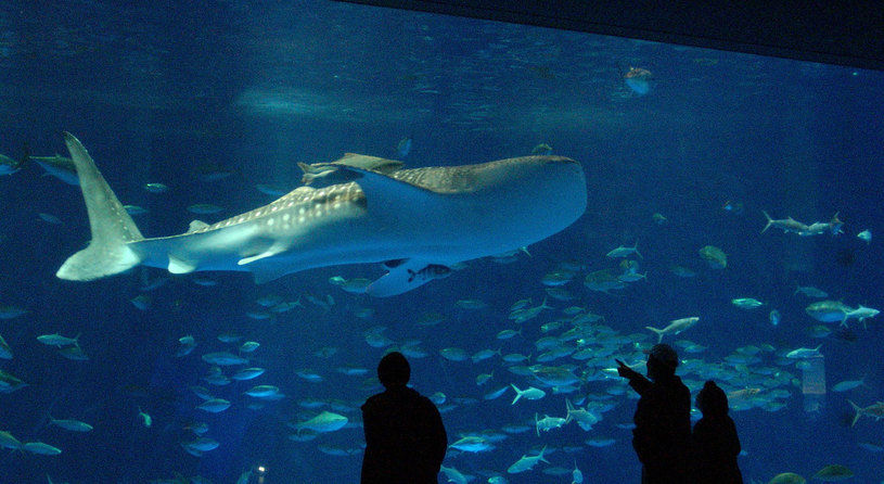 いおワールド　かごしま水族館