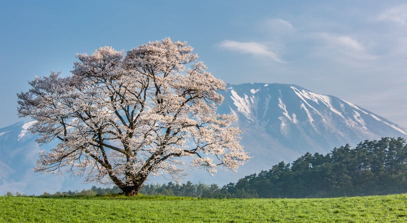 小岩井農場の一本桜
