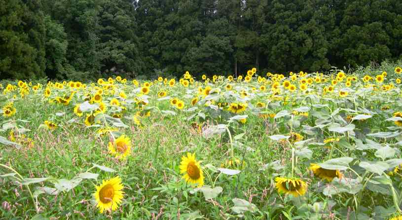 月山牧場のお花畑