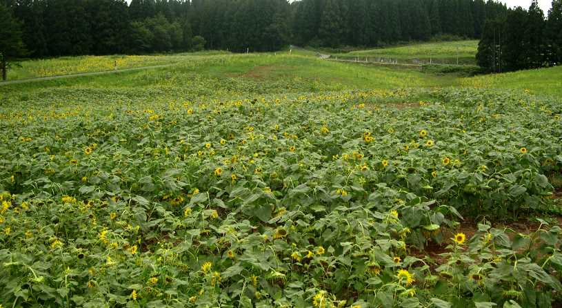 月山牧場のお花畑