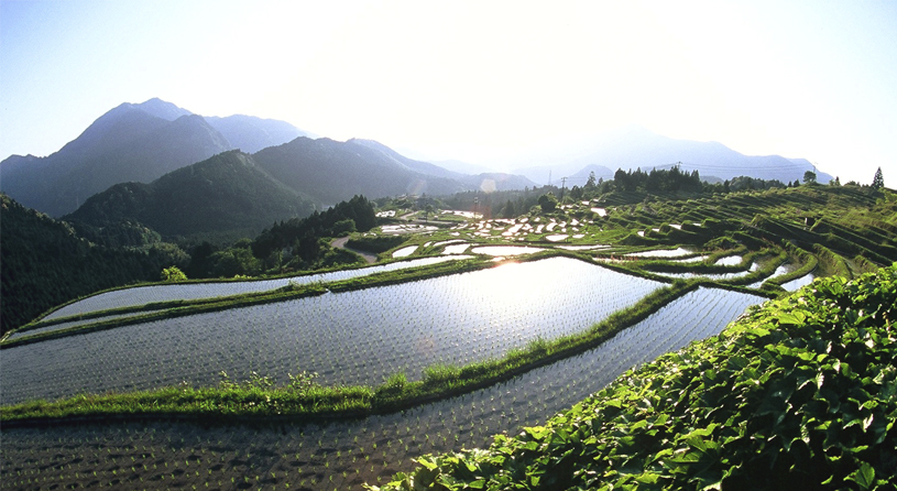 丸山千枚田