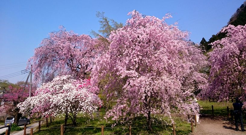 清雲寺　しだれ桜